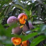 Suikerdiefje mangoboom