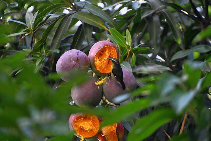 Suikerdiefje mangoboom